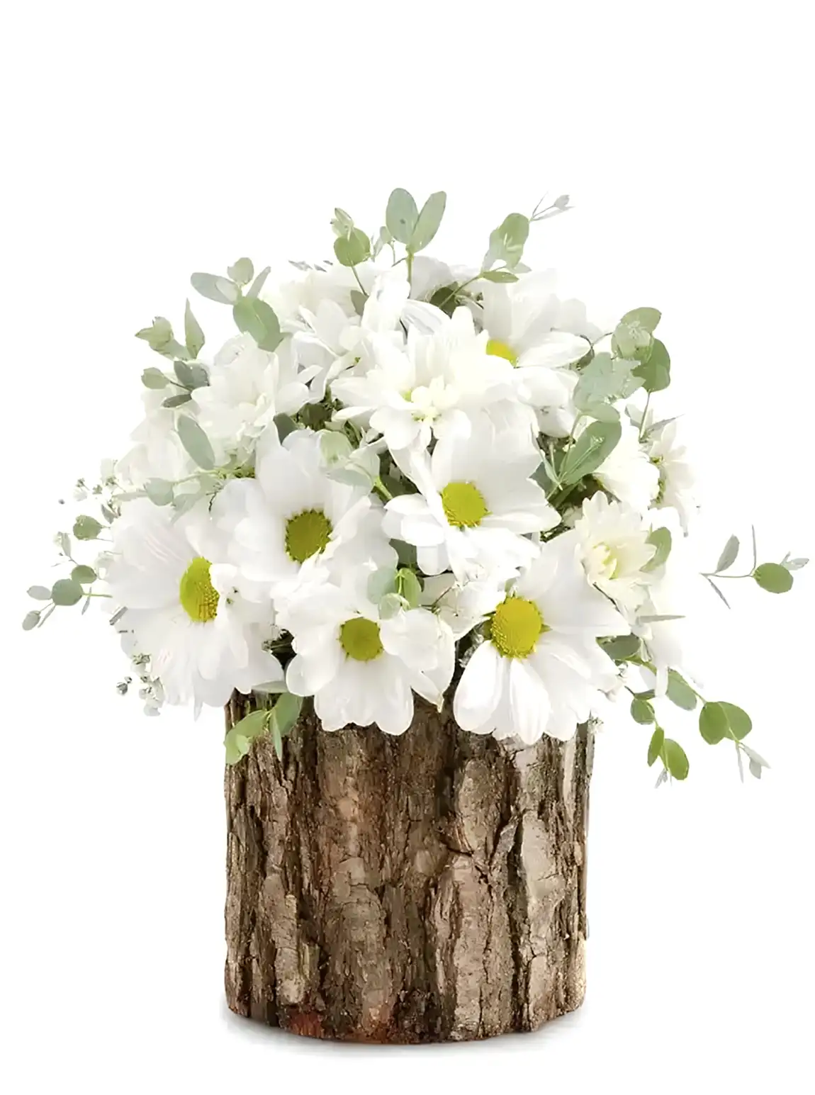 Gerçek Kütük İçinde Papatyalar