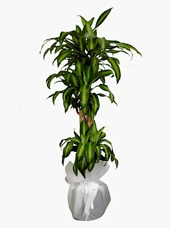 4 kök Massengena Çiçeği