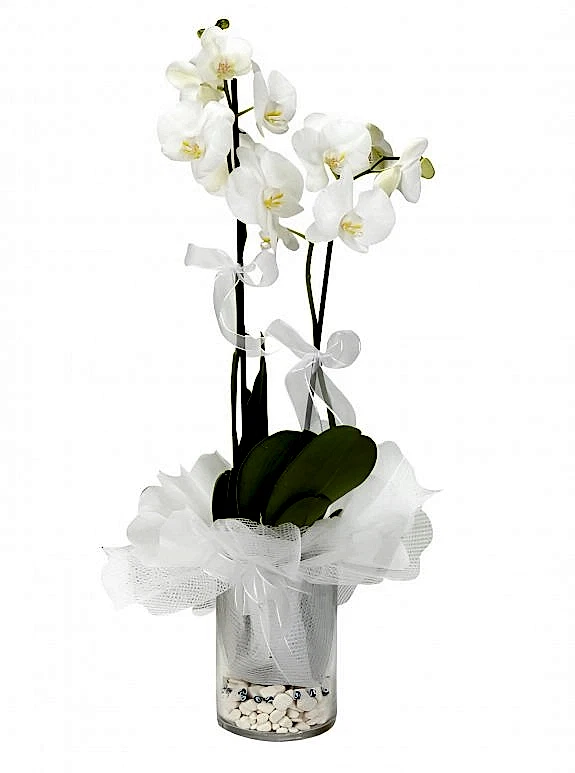 Cam Vazoda Süslü Orkideler