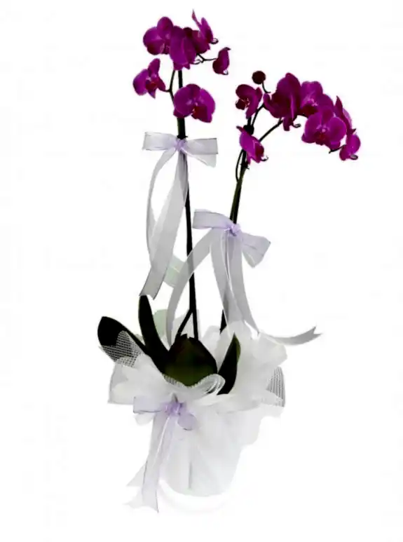 Çift Dallı Mor Orkide