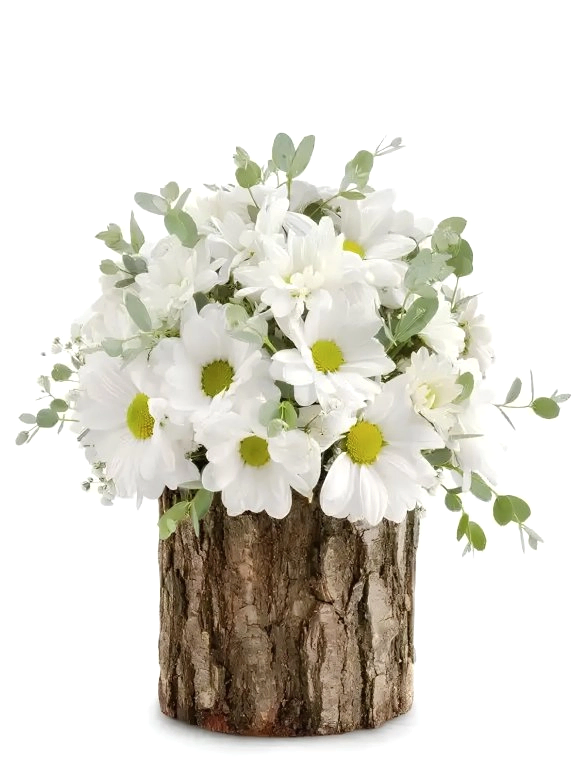 Gerçek Kütük İçinde Papatyalar