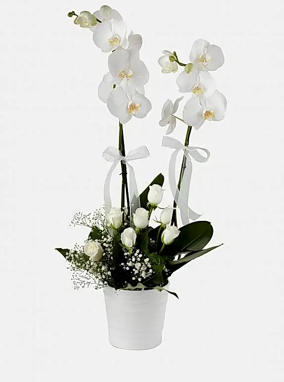 Seramik Vazoda Çift Dallı Beyaz Orkideler