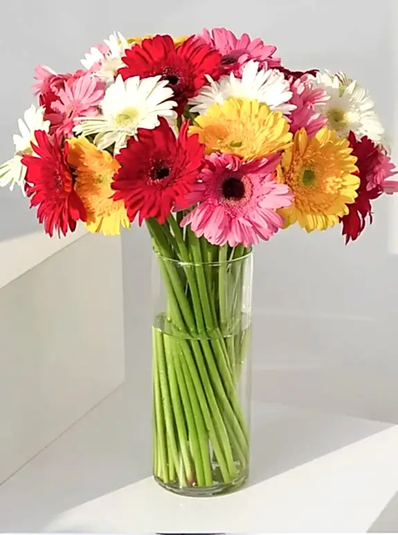 Vazoda Renkli Gerbera